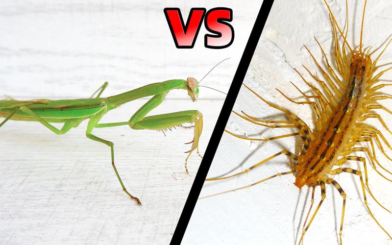 中国螳螂vs变异螳螂